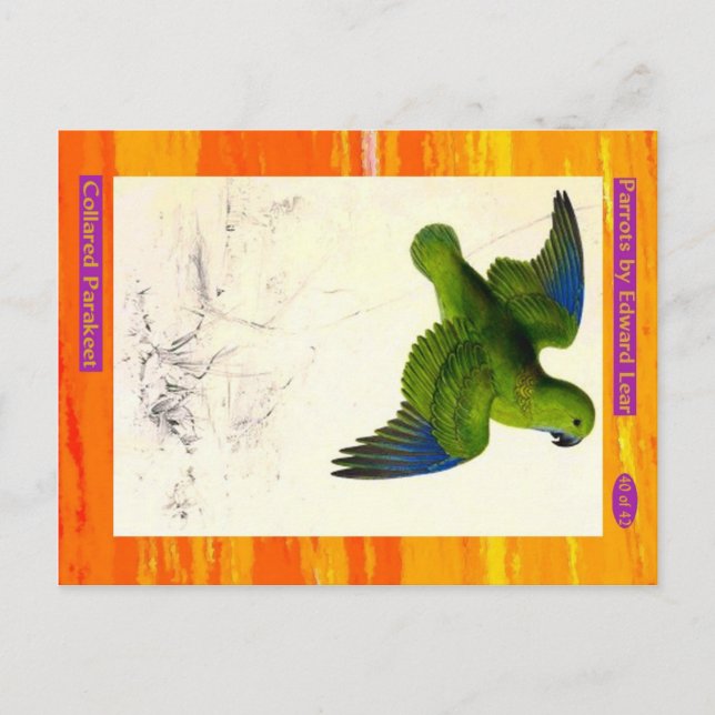 Cartão Postal Edward Lear. Periquito-colarindo. (Frente)