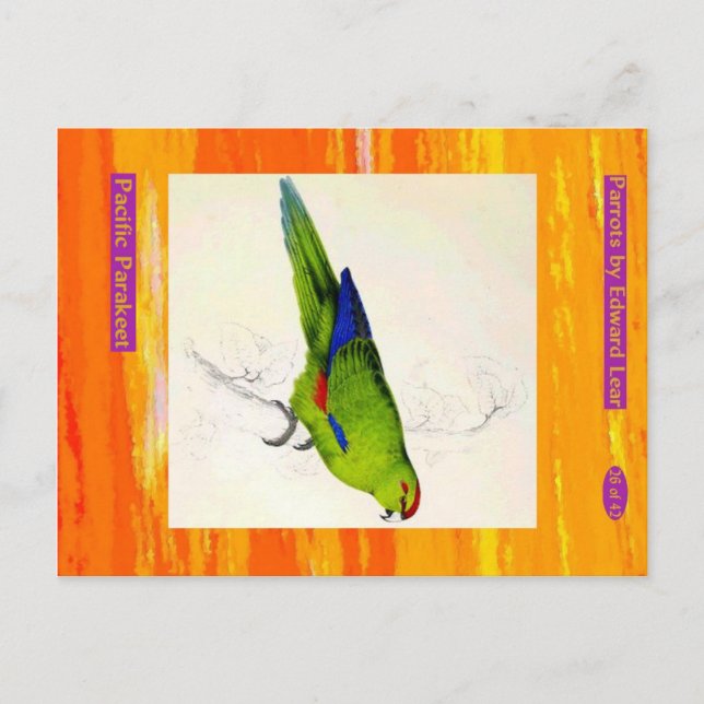 Cartão Postal Edward Lear. Periquito do Pacífico. (Frente)