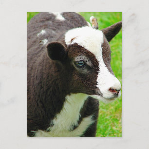Cartão Postal Efeito da Tinta do Óleo de Lamb da Amy