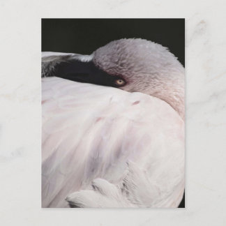 Cartão Postal Efeito de desenho de retrato de Flamingo Rosa Arte