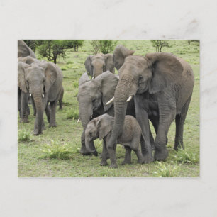 Cartão Postal efetivo afro-elefante, Loxodonta africana, 2