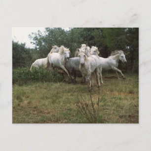 Cartão Postal Efetivo de Cavalo de Cinza em Execução