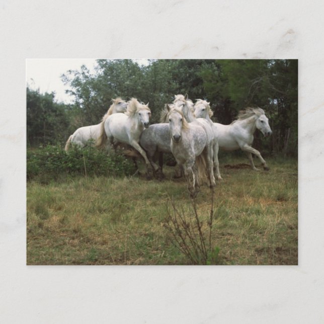 Cartão Postal Efetivo de Cavalo de Cinza em Execução (Frente)