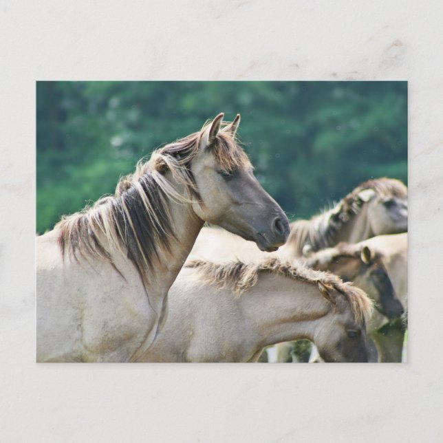 Cartão Postal Efetivo de Cavalos de Brumby da Austrália (Frente)