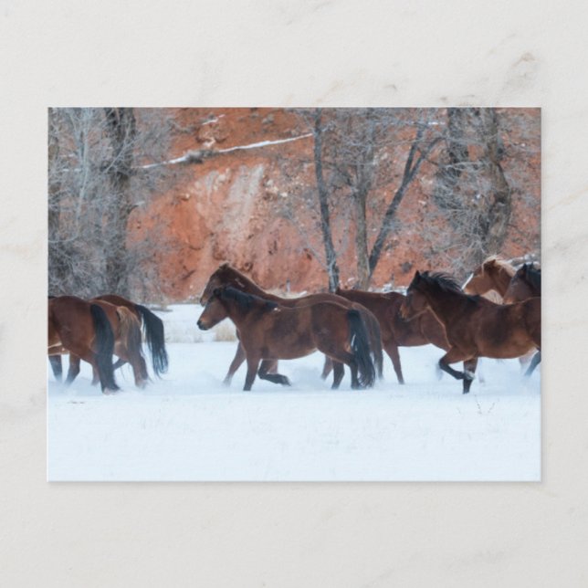 Cartão Postal Efetivo de Cavalos em Neve (Frente)