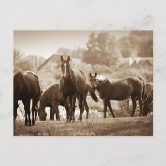 Cartão Postal Efetivo de Cavalos - Fotografia Tonelada Sepia