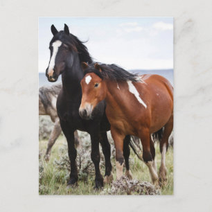 Cartão Postal Efetivo de Cavalos Selvagens