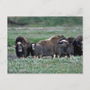 Cartão Postal Efetivo de Musk Oxen em Tundra