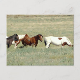 Cartão Postal Efetivos de cavalos selvagens