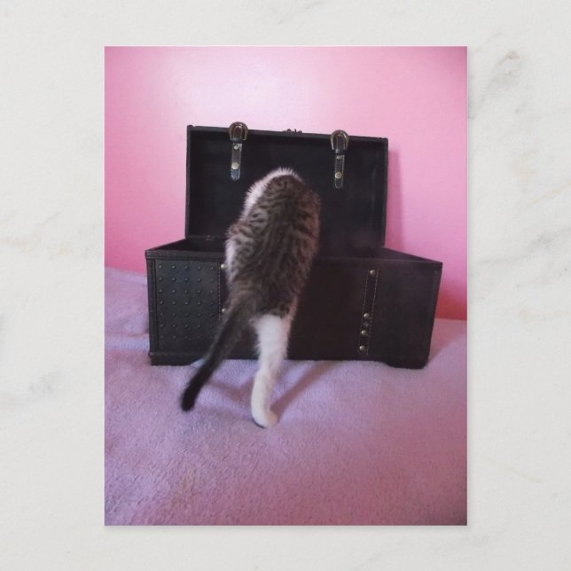 Cartão postal egípcio Mau Mix kitten (Frente)