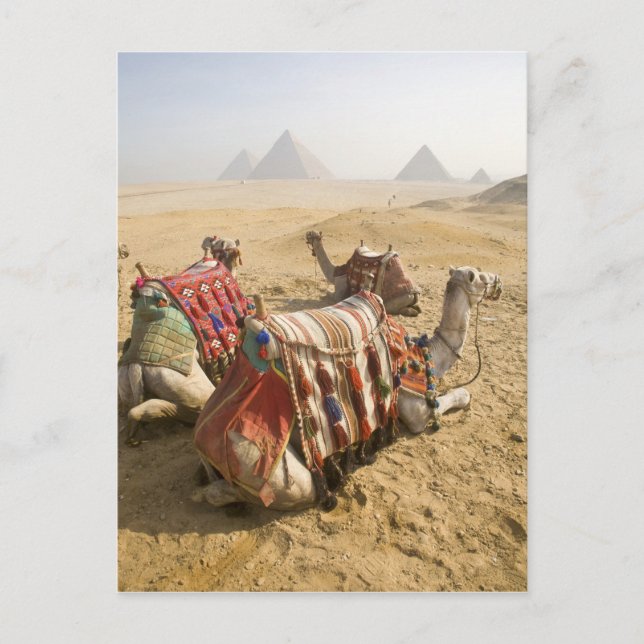 Cartão Postal Egito, Cairo. Camelos descansando (Frente)