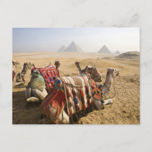Cartão Postal Egito, Cairo. Camelos em repouso