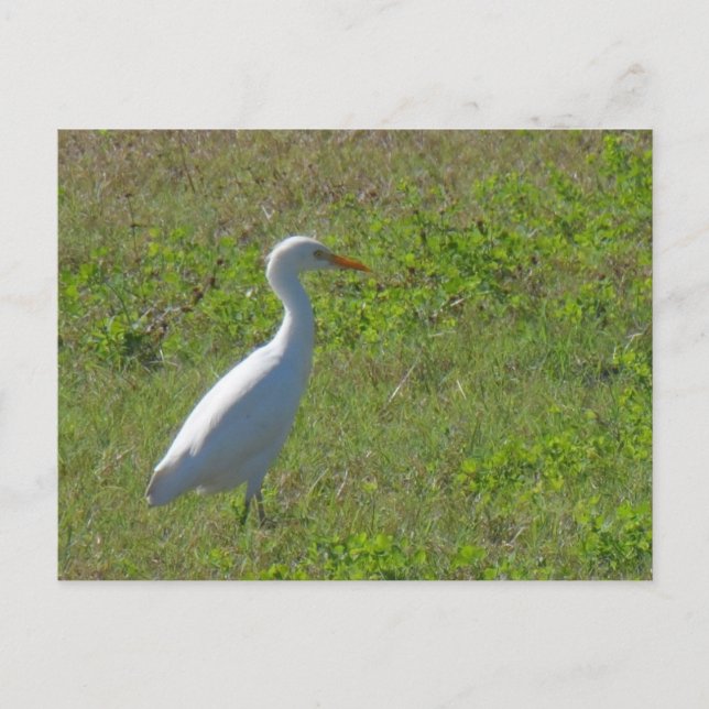 Cartão Postal Egret (Frente)