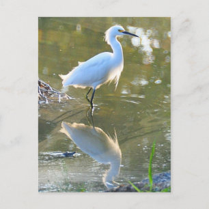 Cartão postal Egret