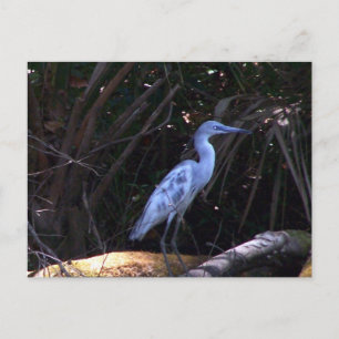 Cartão Postal Egret Azul