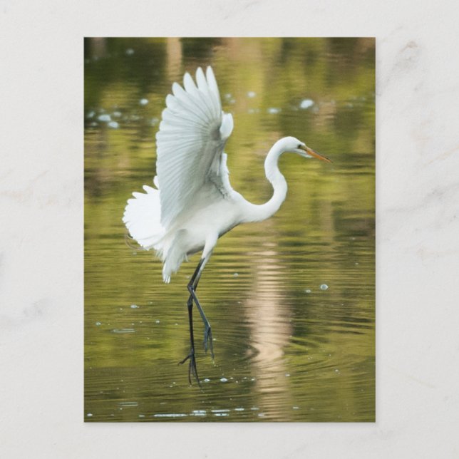 Cartão Postal Egret Branco do excelente (Frente)