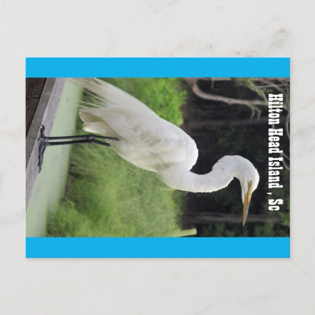 Cartão Postal Egret do excelente (Frente)
