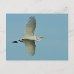 Cartão Postal Egret do excelente