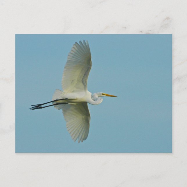 Cartão Postal Egret do excelente (Frente)