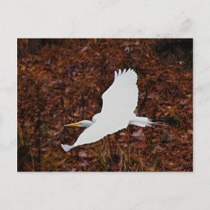 Cartão Postal Egret do excelente em Voo