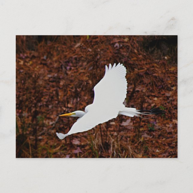 Cartão Postal Egret do excelente em Voo (Frente)