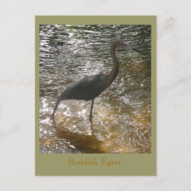 Cartão Postal Egret Reddish (Frente)