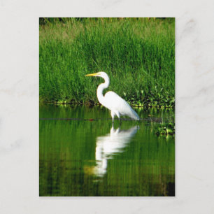 Cartão Postal Egret, Rio Oscuro, Lago Izabal, Guatemala