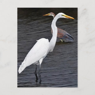 Cartão Postal Egrets