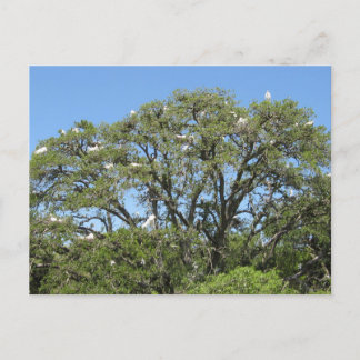 Cartão Postal Egrets em um Cartão-Postal de Árvore