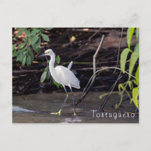 Cartão Postal Egretta thula em Tortuguero - Costa Rica