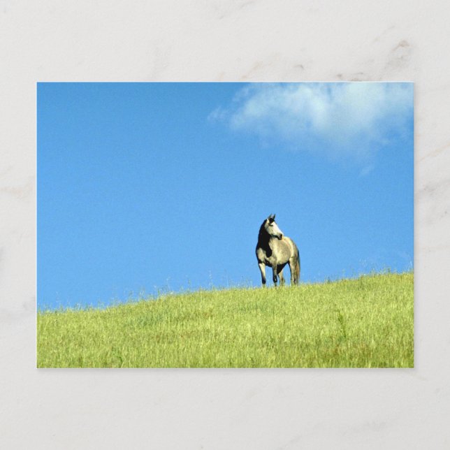 Cartão Postal égua árabe, Victoria, Austrália (Frente)