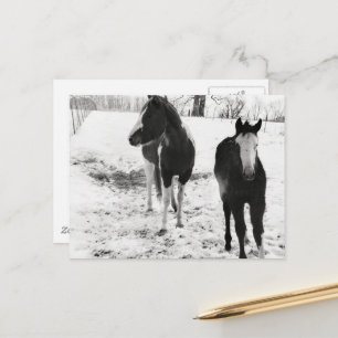 Cartão Postal Égua e Potro de Cavalo Paint Magnífico no Inverno