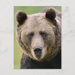 Cartão Postal Ei, Seu Urso