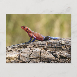 Cartão Postal Eine Agama Mwanzae nimmt ein Sonnenbad