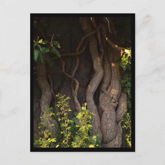 Cartão Postal Eine alte Weinrebe umwächst einen Baum (Frente)