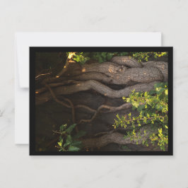 Cartão Postal Eine alte Weinrebe umwächst einen Baum