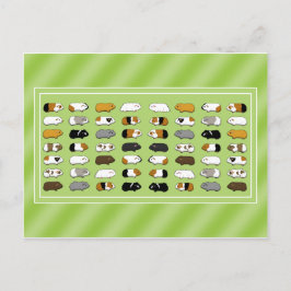 Cartão Postal Eine Postkarte mit Meerschweinchen