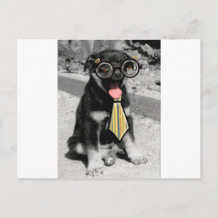 Cartão Postal Einstein é um cachorro preto inteligente