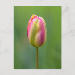Cartão Postal Einzelne Tulpe