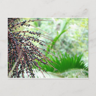 Cartão Postal El Yunque Rain Forest