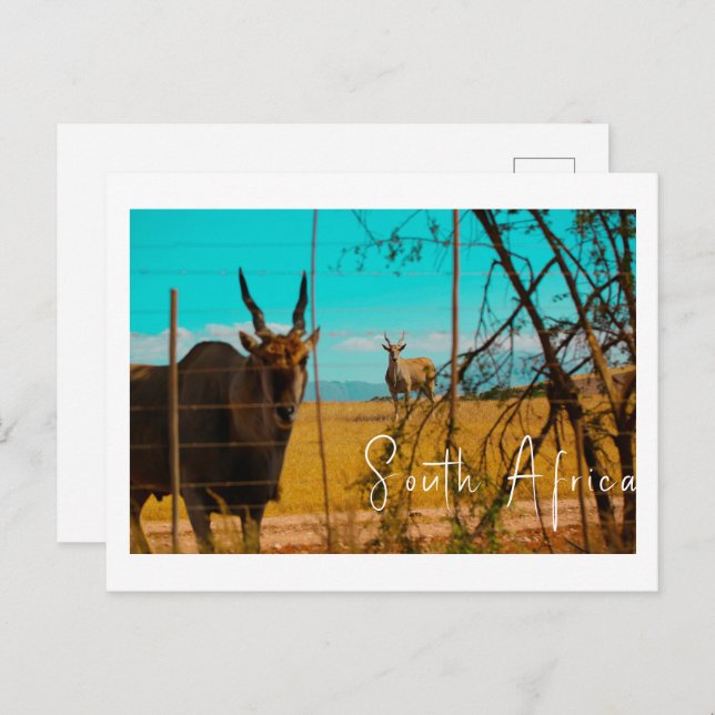 Cartão Postal Eland Antelope Animal South Africa ZA (Frente/Verso)