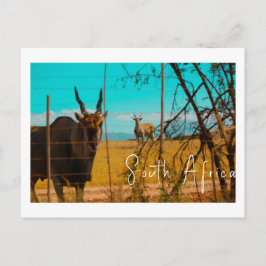 Cartão Postal Eland Antelope Animal South Africa ZA