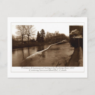 Cartão Postal Elasmosaurus Gifts