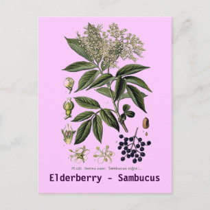Cartão postal Elderberry Sambucus