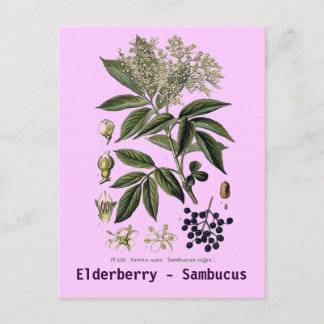 Cartão postal Elderberry Sambucus
