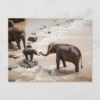Cartão Postal Elefante