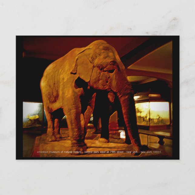 Cartão Postal Elefante (Frente)