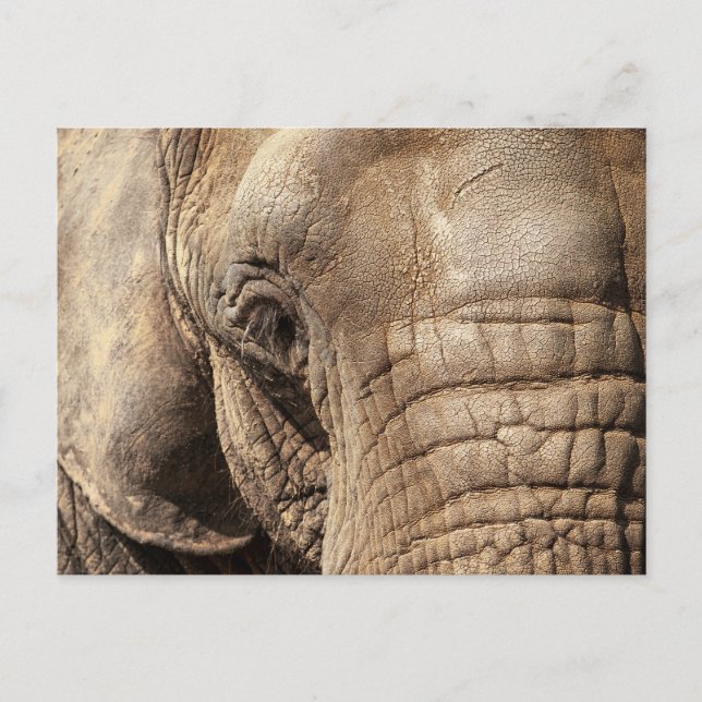 Cartão Postal Elefante (Frente)
