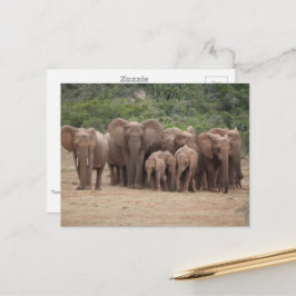 Cartão Postal Elefante