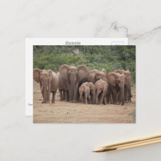 Cartão Postal Elefante